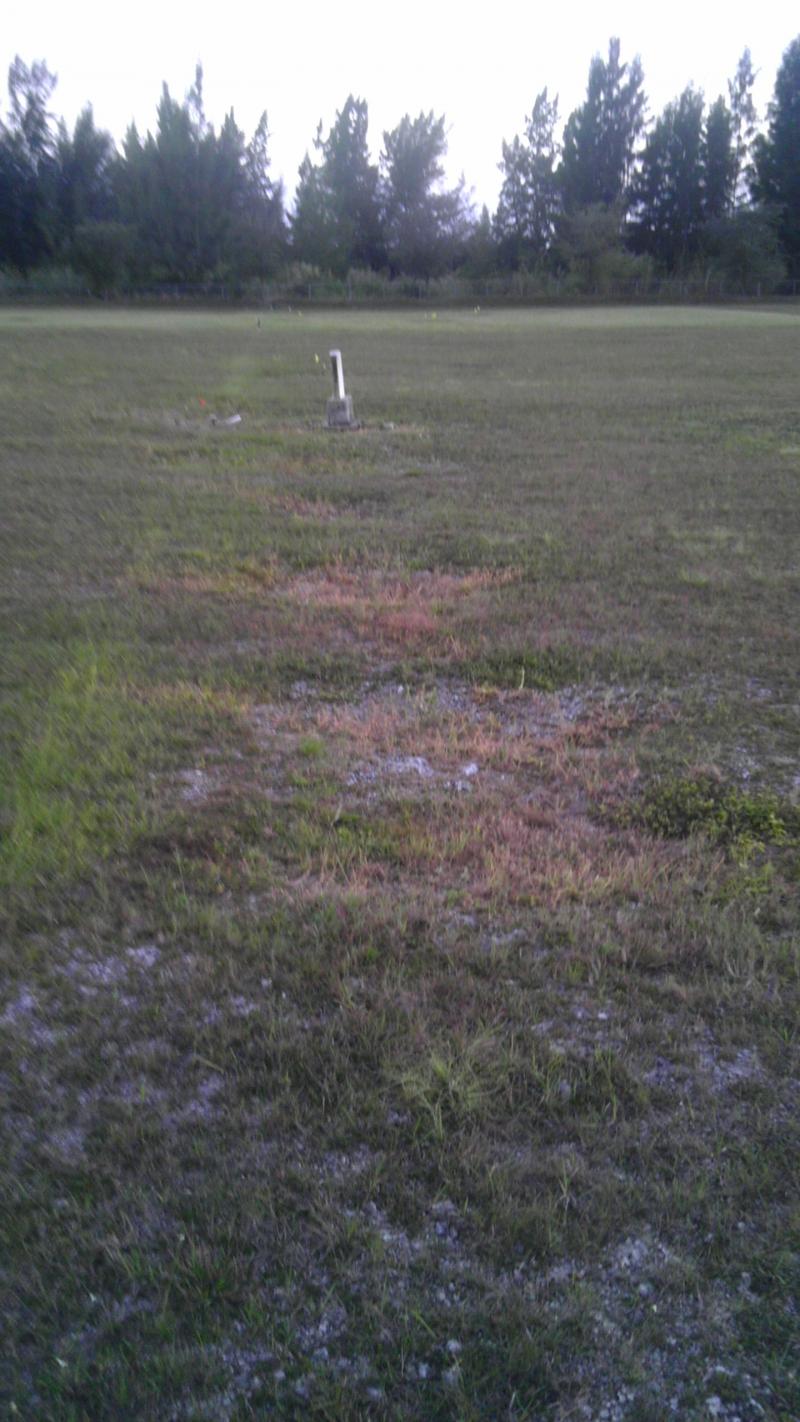 Here you can see the evenly spaced depressions aligned in rows.